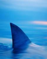 Акулы / The Sharks 1982