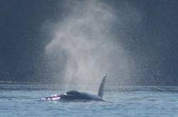 Киты-убийцы / Killer Whales 1993