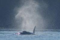 Киты-убийцы / Killer Whales 1993