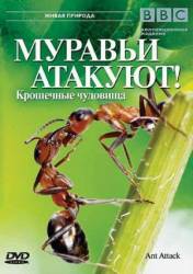 BBC: Муравьи атакуют / Ant Attack 2006